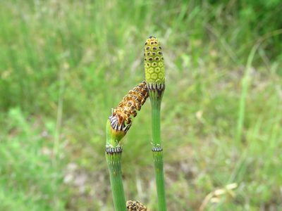 Equisetum laevigatum, photographed by Annika Lindqvist