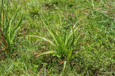 Eriocaulon sexangulare, photographed by 國立臺灣博物館