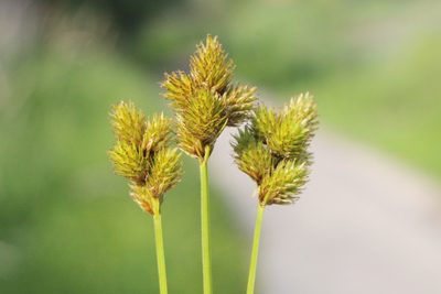 Carex bebbii, photographed by Quinten Wiegersma