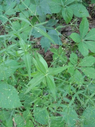 Trichogalium arkansanum, photographed by ozarkallison