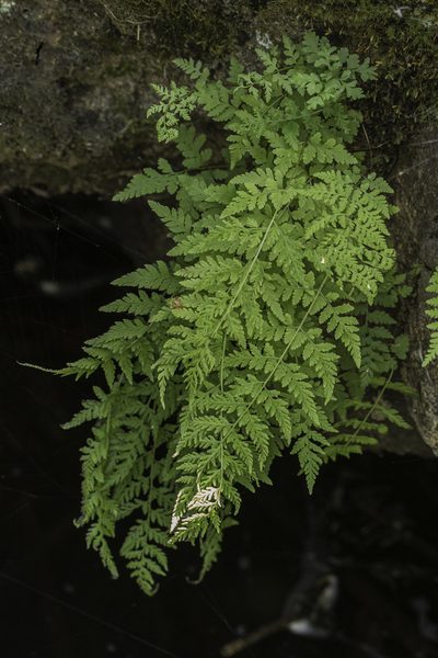 Cystopteris reevesiana, photographed by Craig Martin