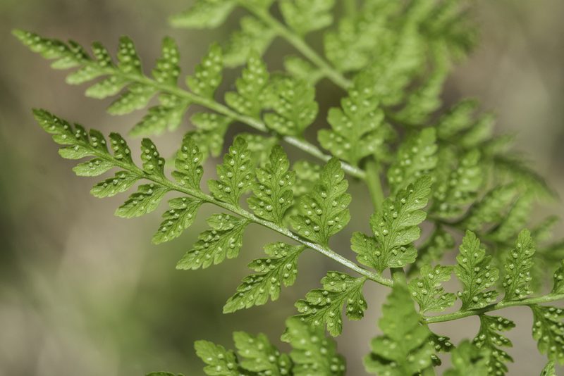 Cystopteris reevesiana, photographed by Craig Martin