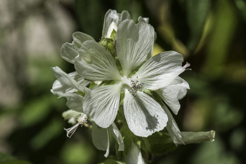 Sidalcea candida, photographed by Craig Martin