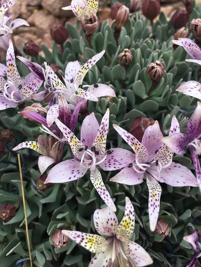 Alstroemeria andina, photographed by Aira Francisca Faúndez Fallau