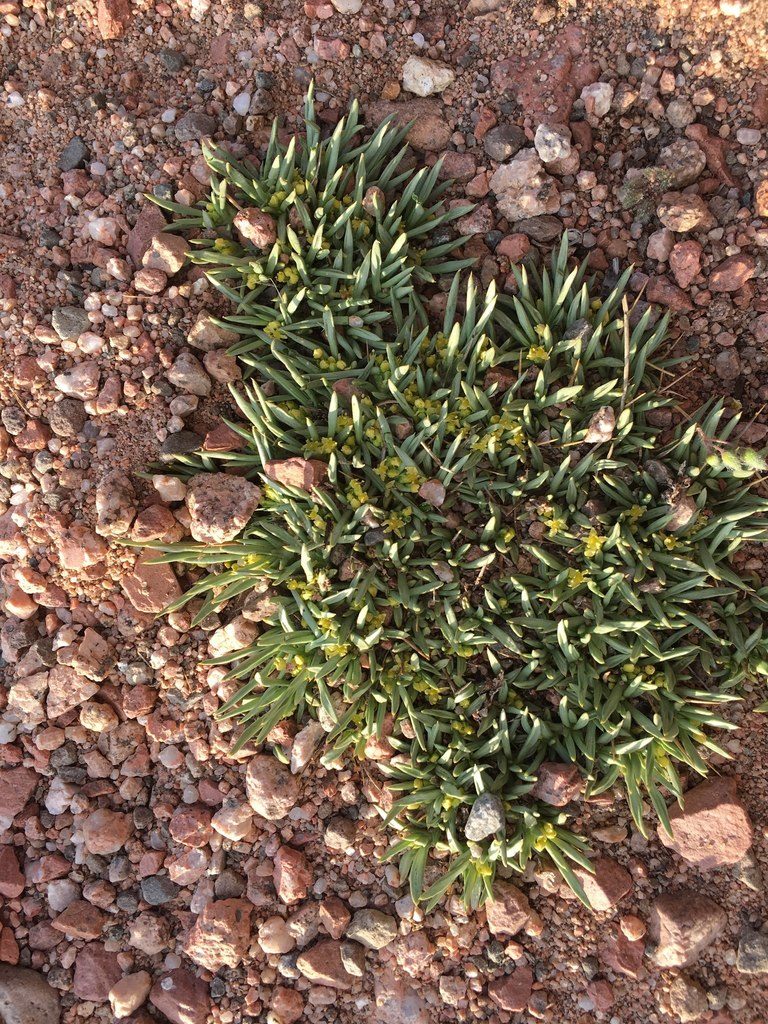 Azorella cryptantha, photographed by Aira Francisca Faúndez Fallau