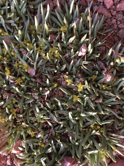 Azorella cryptantha, photographed by Aira Francisca Faúndez Fallau