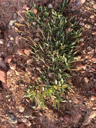 Azorella cryptantha, photographed by Aira Francisca Faúndez Fallau