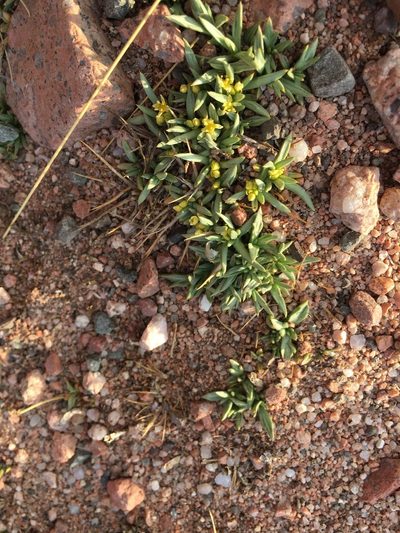 Azorella cryptantha, photographed by Aira Francisca Faúndez Fallau