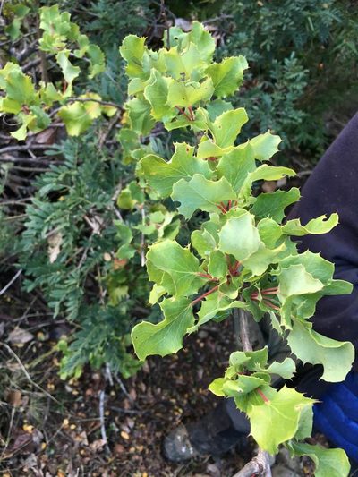 Berberis actinacantha, photographed by Aira Francisca Faúndez Fallau