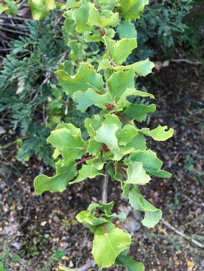 Berberis actinacantha, photographed by Aira Francisca Faúndez Fallau