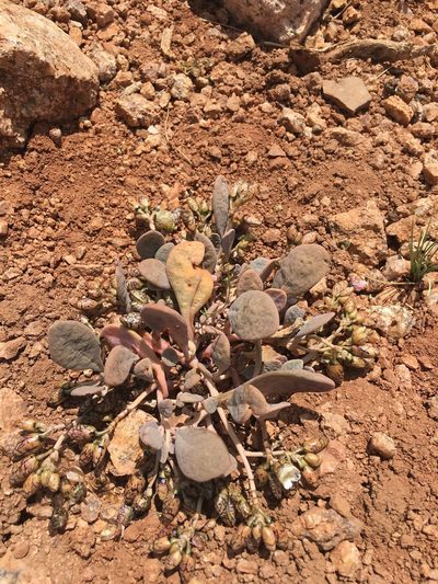 Cistanthe picta, photographed by Aira Francisca Faúndez Fallau