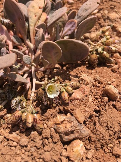 Cistanthe picta, photographed by Aira Francisca Faúndez Fallau