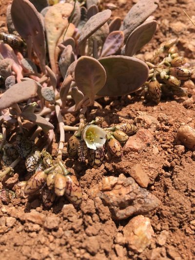Cistanthe picta, photographed by Aira Francisca Faúndez Fallau