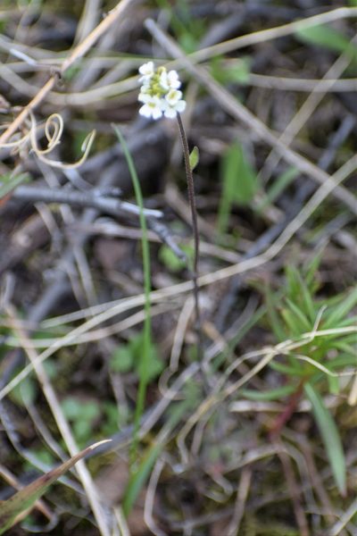 Draba cana, photographed by Syd Cannings