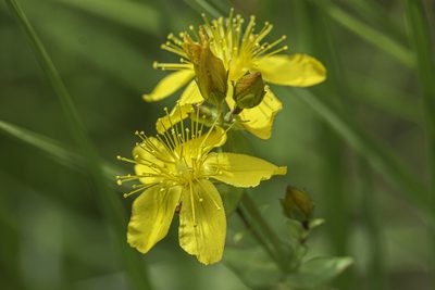 Hypericum scouleri, photographed by Craig Martin