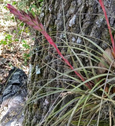 Tillandsia simulata, photographed by Jochen Essig