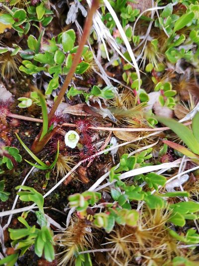Drosera uniflora, photographed by Aira Francisca Faúndez Fallau