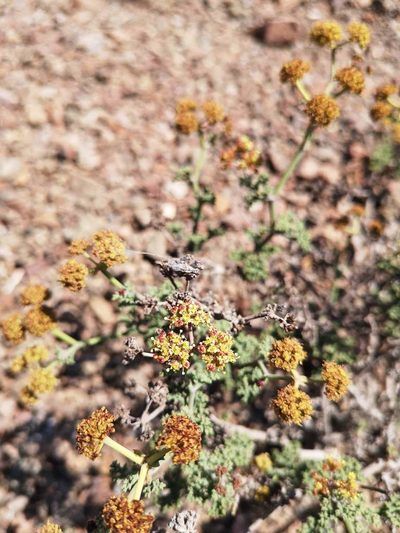 Eremocharis fruticosa, photographed by Aira Francisca Faúndez Fallau