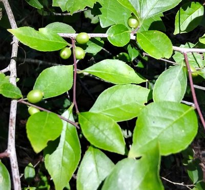 Ilex ambigua, photographed by Jochen Essig