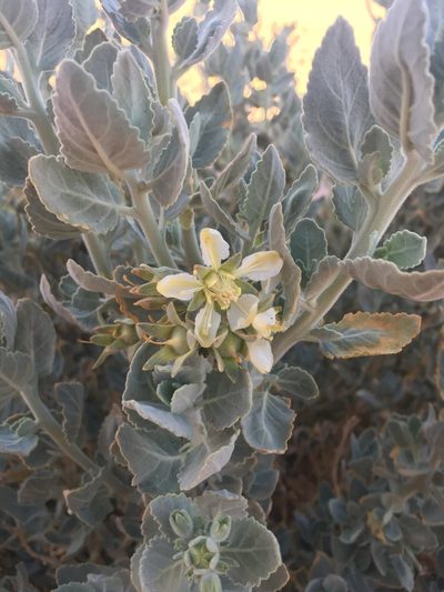 Prosa fruticosa, photographed by Aira Francisca Faúndez Fallau