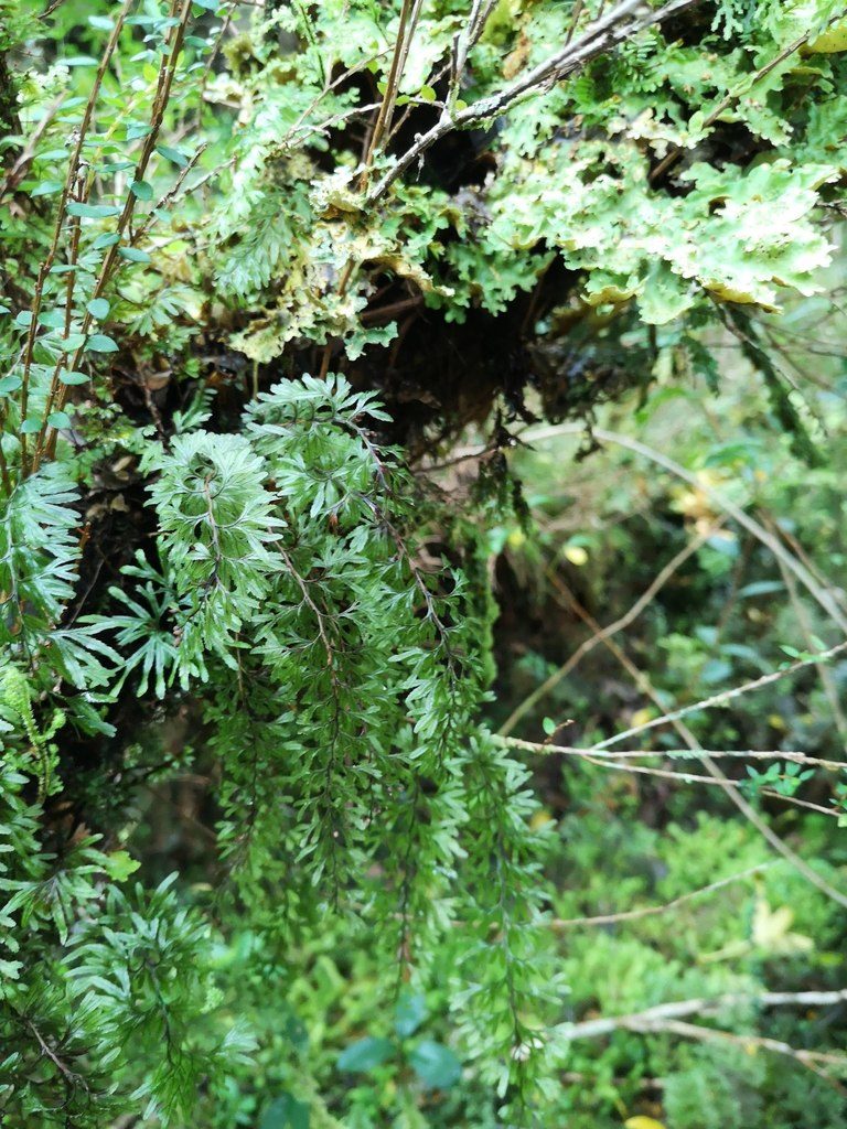 Hymenophyllum secundum, photographed by Aira Francisca Faúndez Fallau