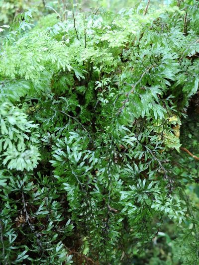 Hymenophyllum secundum, photographed by Aira Francisca Faúndez Fallau