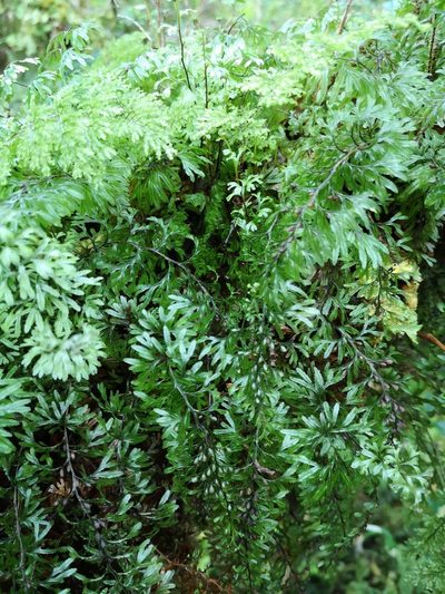 Hymenophyllum secundum, photographed by Aira Francisca Faúndez Fallau