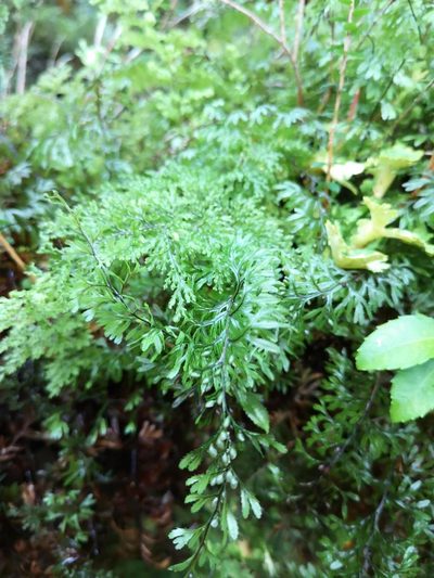 Hymenophyllum secundum, photographed by Aira Francisca Faúndez Fallau