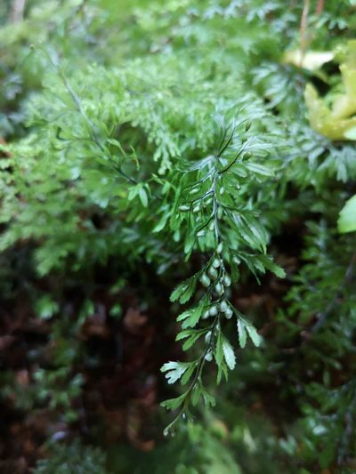 Hymenophyllum secundum, photographed by Aira Francisca Faúndez Fallau