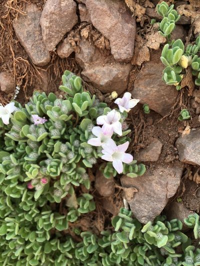 Kurzamra pulchella, photographed by Aira Francisca Faúndez Fallau