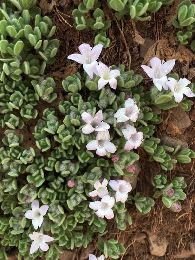 Kurzamra pulchella, photographed by Aira Francisca Faúndez Fallau