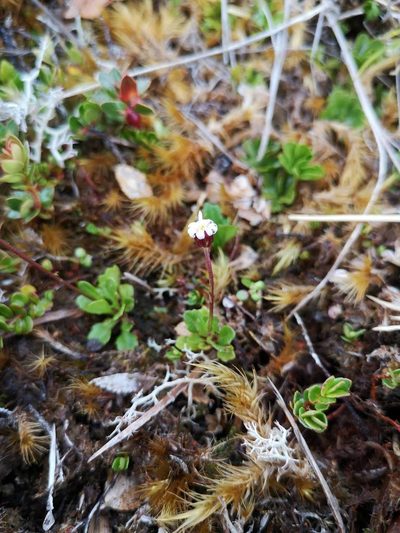 Lagenophora nudicaulis