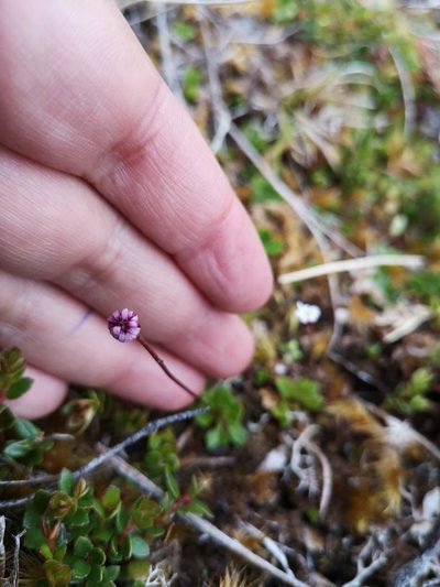 Lagenophora nudicaulis, photographed by Aira Francisca Faúndez Fallau