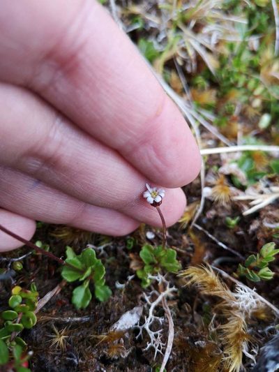 Lagenophora nudicaulis, photographed by Aira Francisca Faúndez Fallau