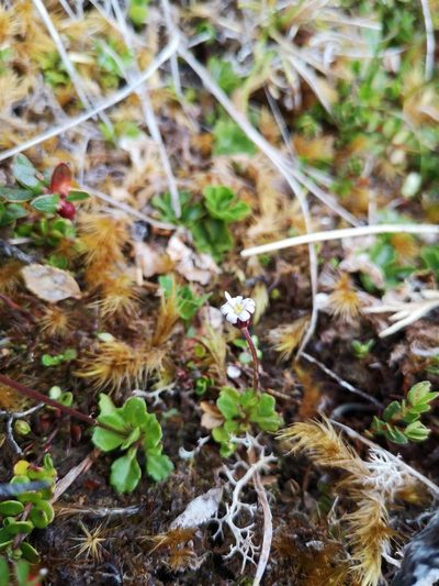 Lagenophora nudicaulis, photographed by Aira Francisca Faúndez Fallau