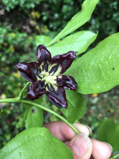 Lardizabala funaria, photographed by Aira Francisca Faúndez Fallau