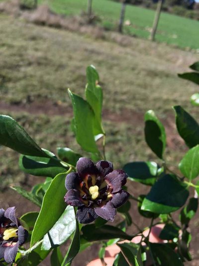Lardizabala funaria, photographed by Aira Francisca Faúndez Fallau