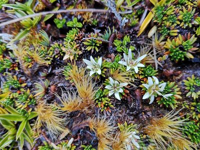Donatia fascicularis, photographed by Aira Francisca Faúndez Fallau