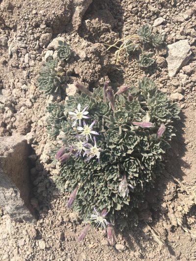 Malesherbia lactea, photographed by Aira Francisca Faúndez Fallau