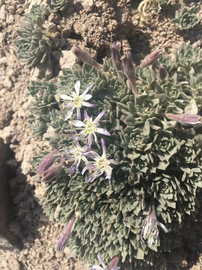 Malesherbia lactea, photographed by Aira Francisca Faúndez Fallau