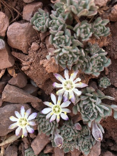 Malesherbia lactea, photographed by Aira Francisca Faúndez Fallau