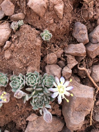 Malesherbia lactea, photographed by Aira Francisca Faúndez Fallau