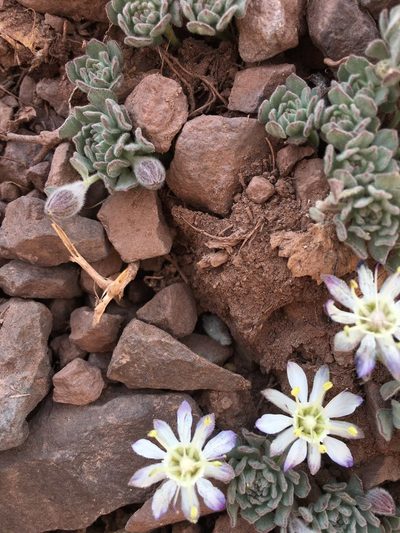 Malesherbia lactea, photographed by Aira Francisca Faúndez Fallau