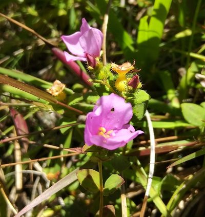 Rhexia nuttallii, photographed by Jochen Essig