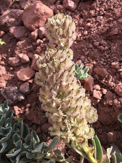 Menonvillea cuneata, photographed by Aira Francisca Faúndez Fallau