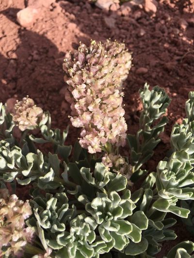 Menonvillea cuneata, photographed by Aira Francisca Faúndez Fallau