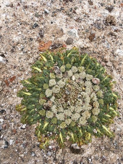 Gamocarpha caespitosa, photographed by Aira Francisca Faúndez Fallau