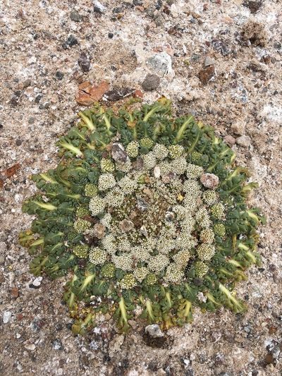 Gamocarpha caespitosa, photographed by Aira Francisca Faúndez Fallau