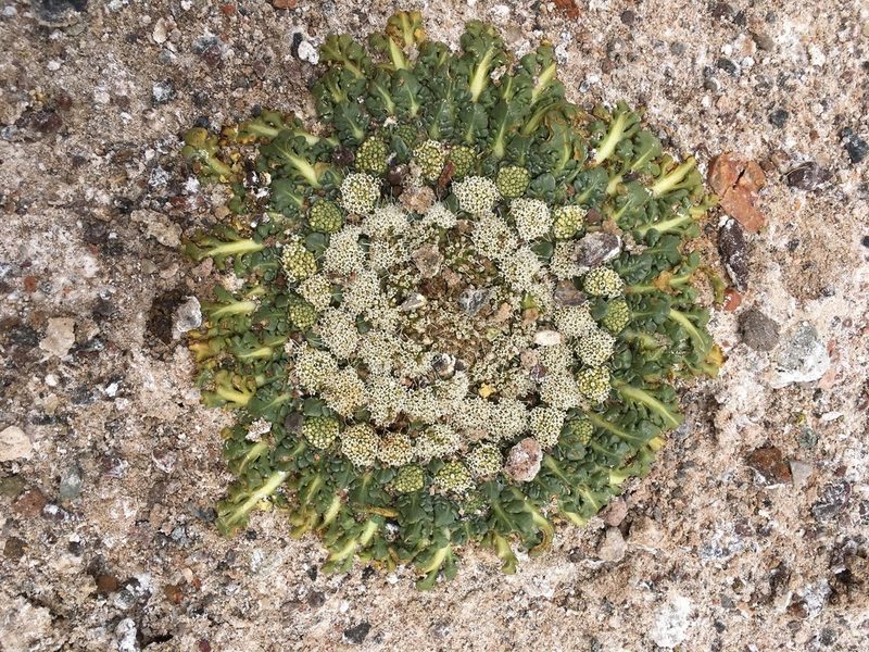 Gamocarpha caespitosa, photographed by Aira Francisca Faúndez Fallau