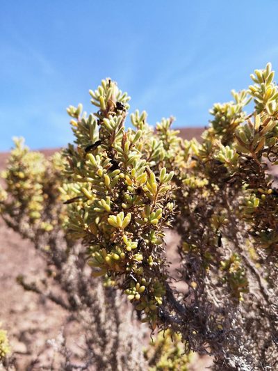 Nolana aplocaryoides, photographed by Aira Francisca Faúndez Fallau